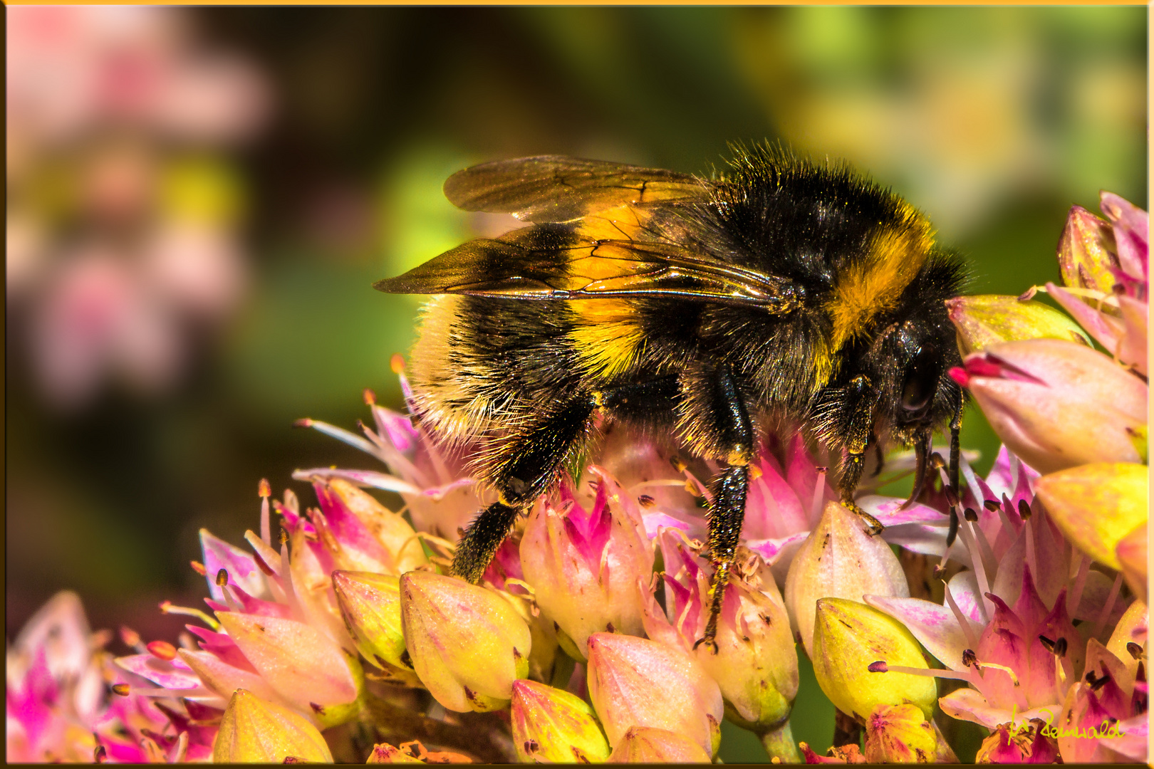 Brummer auf Fetthenne