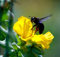 Brummer auf gelber Blüte