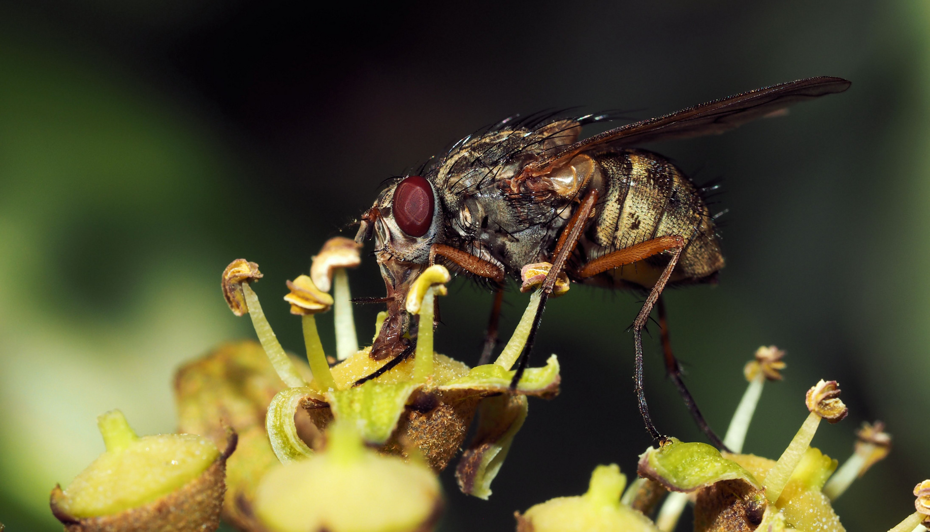 Brummer.... Foto & Bild tiere, wildlife, insekten Bilder auf