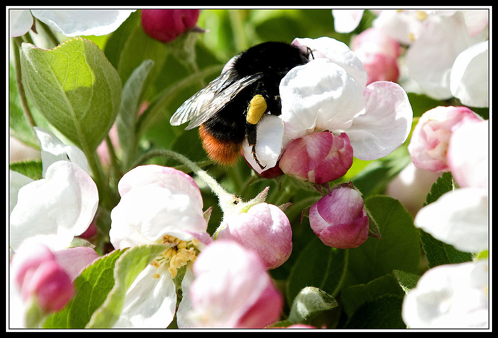 Brummer bei der Arbeit