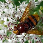 Brummer, Hornissen  - Schwebfliege