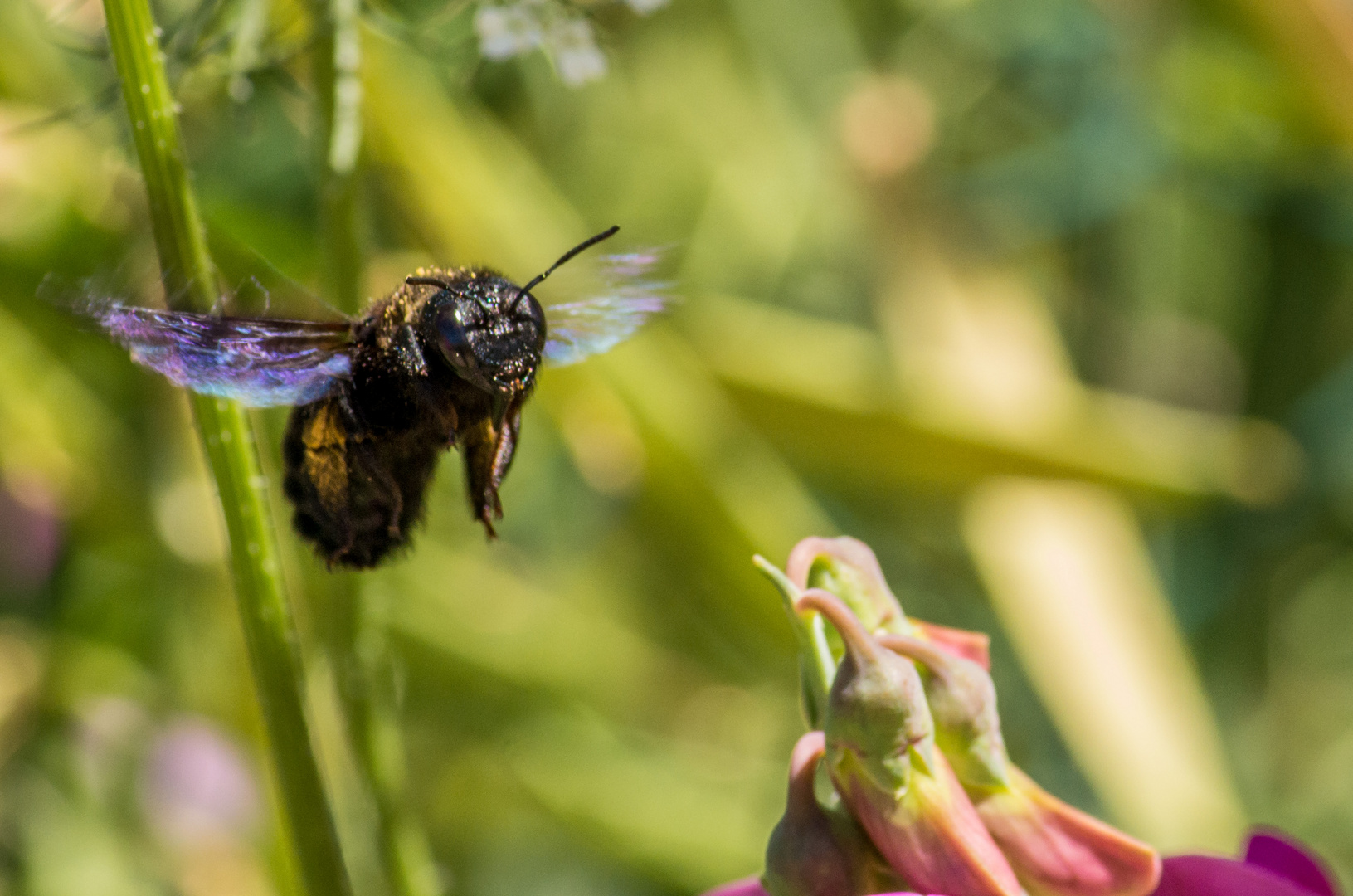 Brummer im Anflug