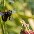 Brummer im Anflug