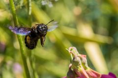 Brummer im Anflug