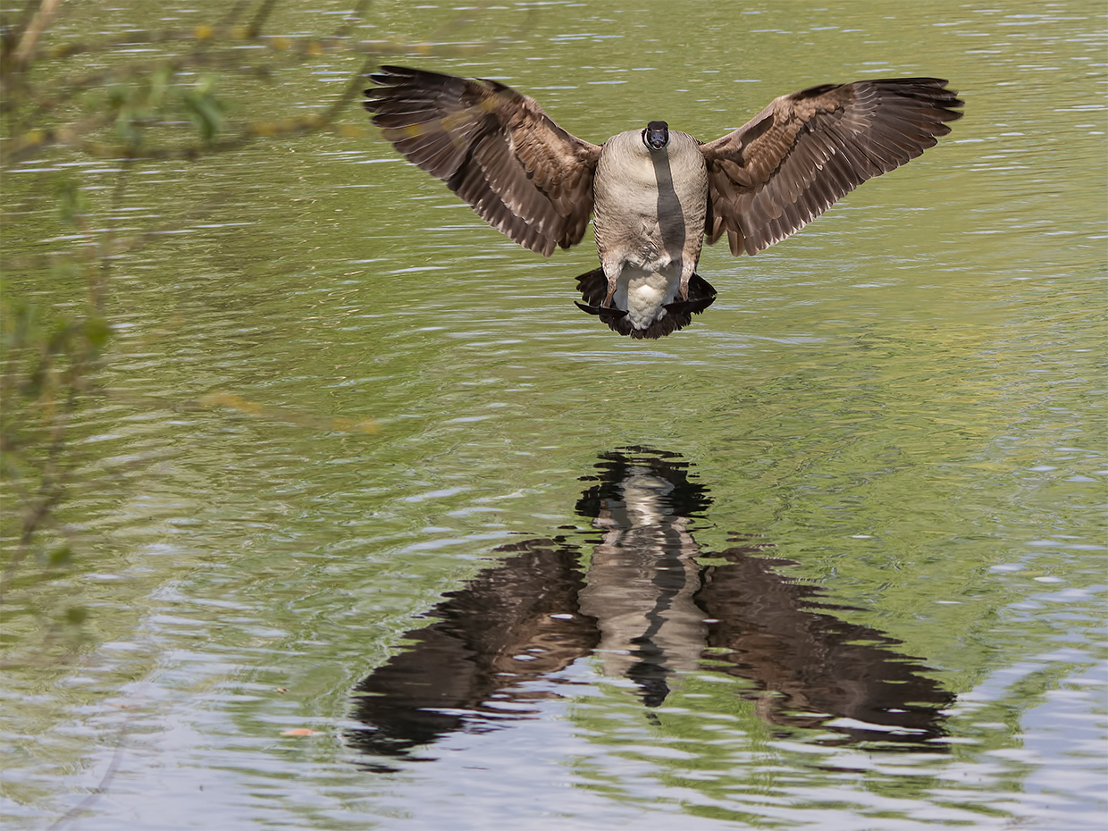 Brummer im Anflug ......