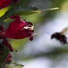 Brummer im Anflug