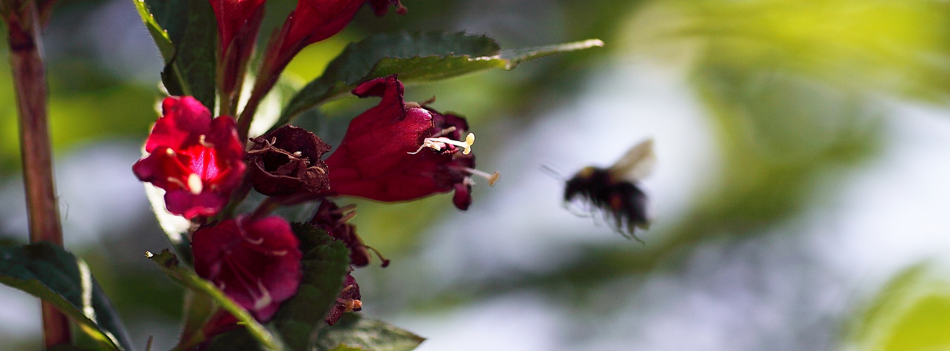 Brummer im Anflug