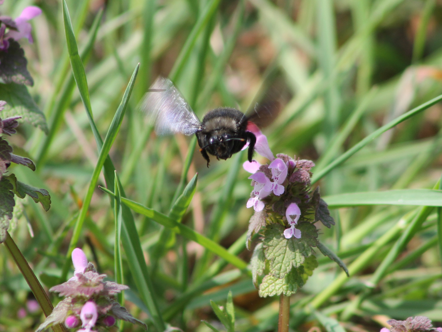 ... Brummer im Anflug .....