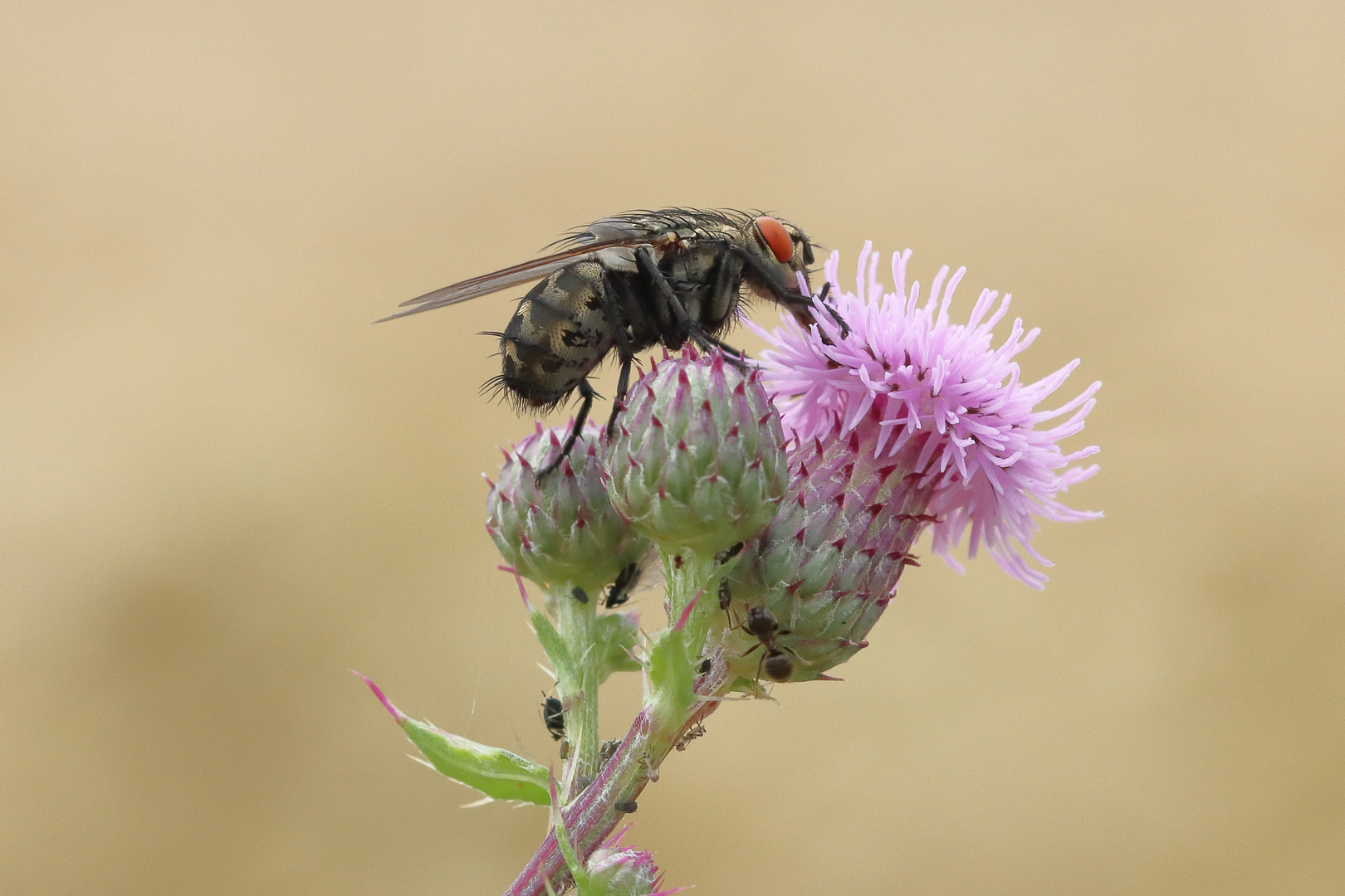 Brummer im Profil...