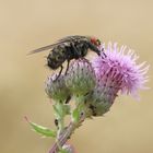 Brummer im Profil...