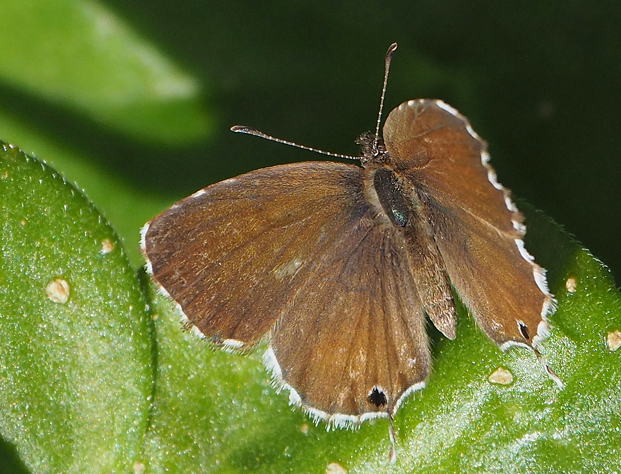 Brun des pelargoniums