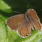 Brun des pelargoniums