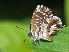 Brun des pelargoniums  --  Cacyreus marshalli