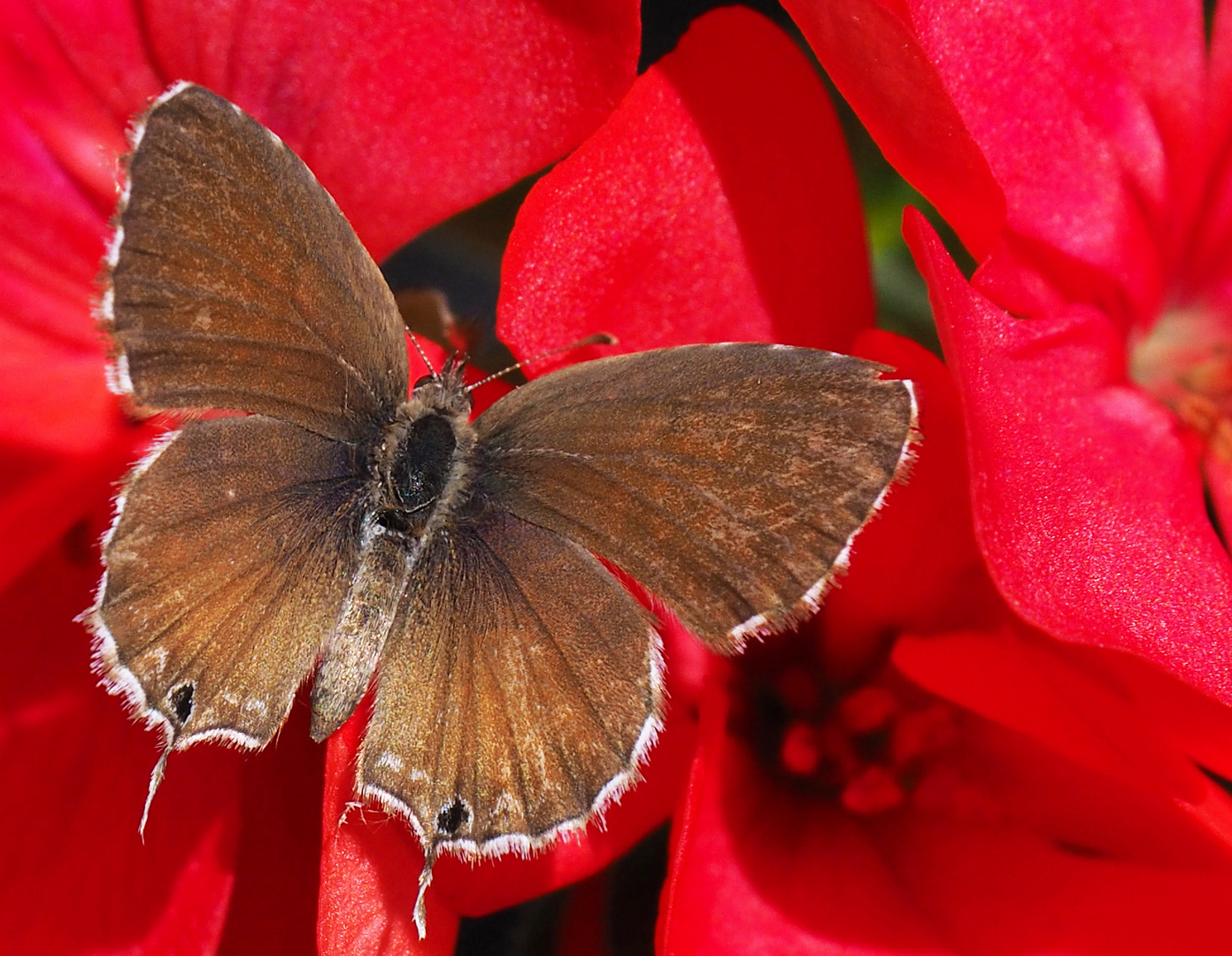 Brun des pelargoniums -- Cacyreus marshalli