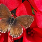 Brun des pelargoniums -- Cacyreus marshalli