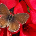 Brun des pelargoniums -- Cacyreus marshalli