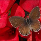 Brun des pelargoniums sur son support préféré  --  Cacyreus marshalli