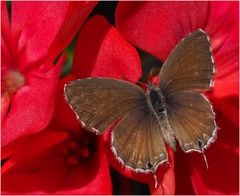 Brun des pelargoniums sur son support préféré  --  Cacyreus marshalli