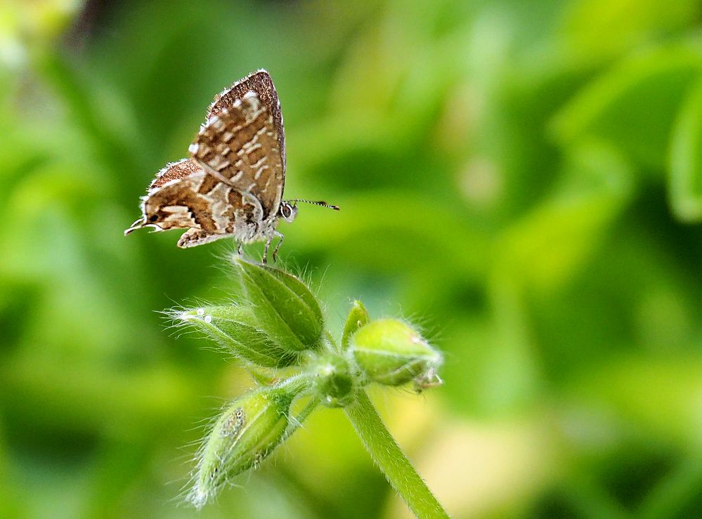 Brun des pellargoniums