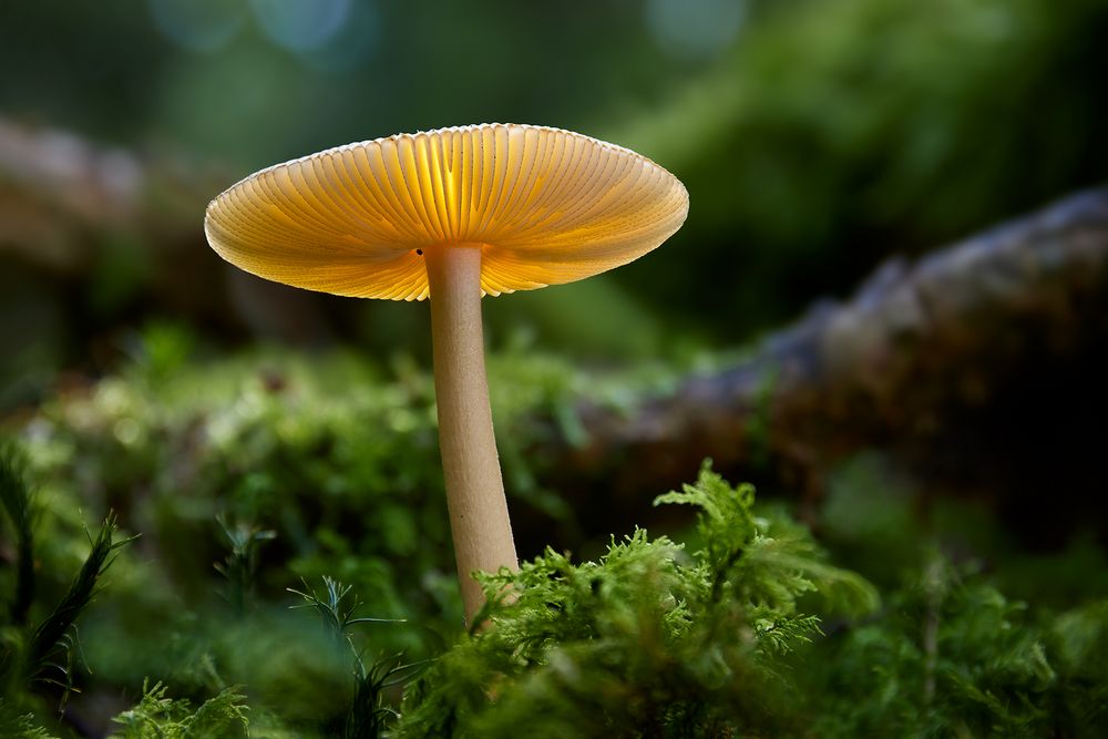 Brun kamfluesopp; Rotbrauner Streifling; Amanita fulva Foto & Bild