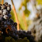 Brunello: Un fondo muy vinícola