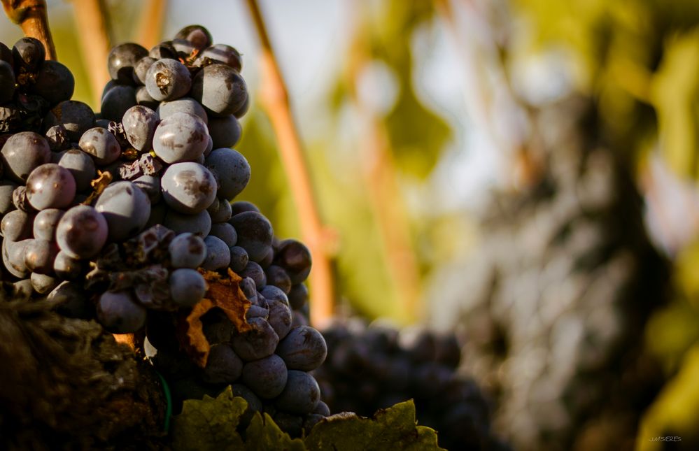 Brunello: Un fondo muy vinícola