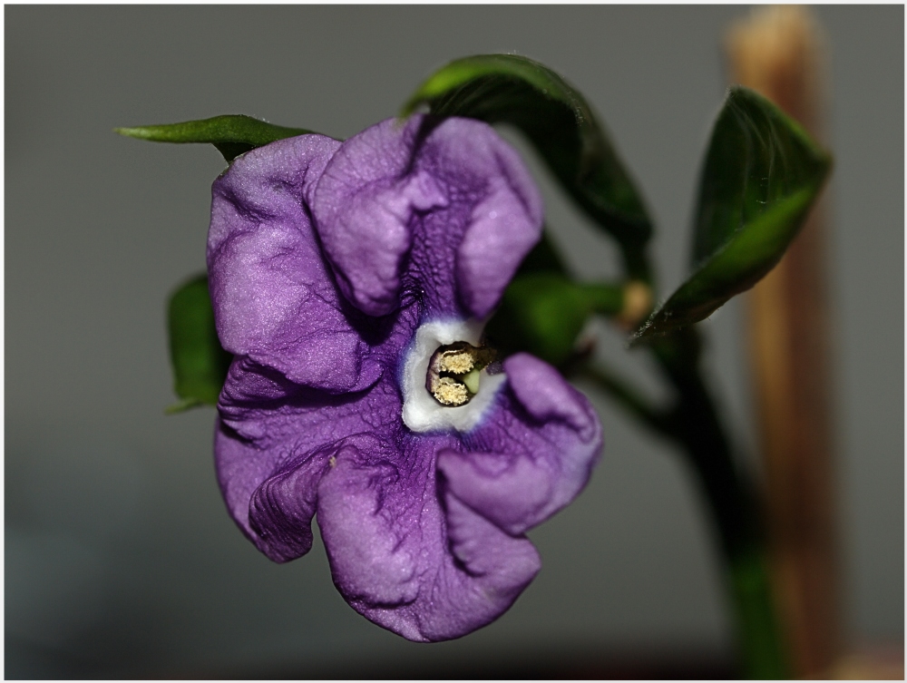 Brunfelsia