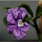 Brunfelsia