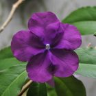 Brunfelsia