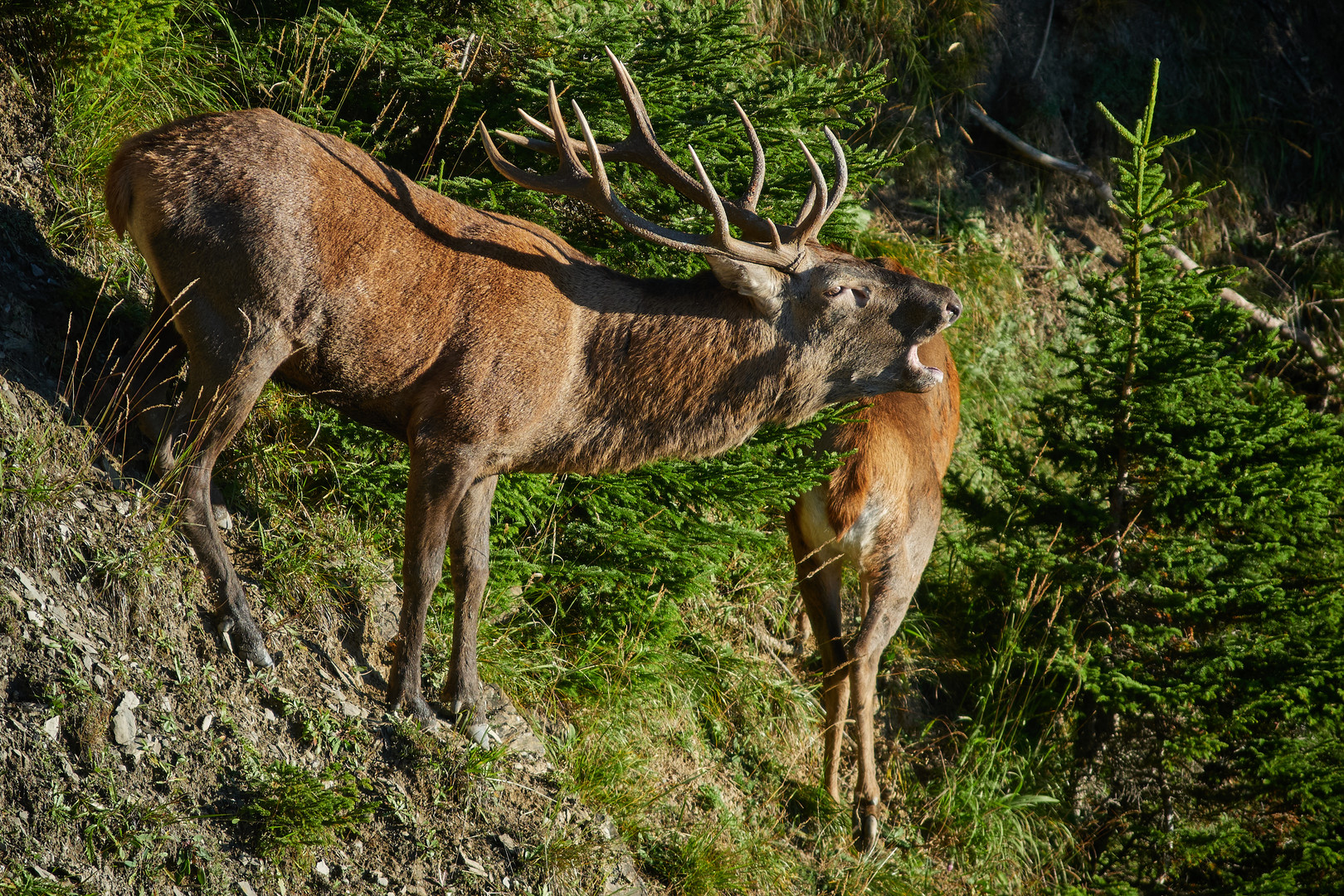 Brunft- Hirsch