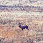 Brunft in der Belgieschen Eifel Elsenborn 3