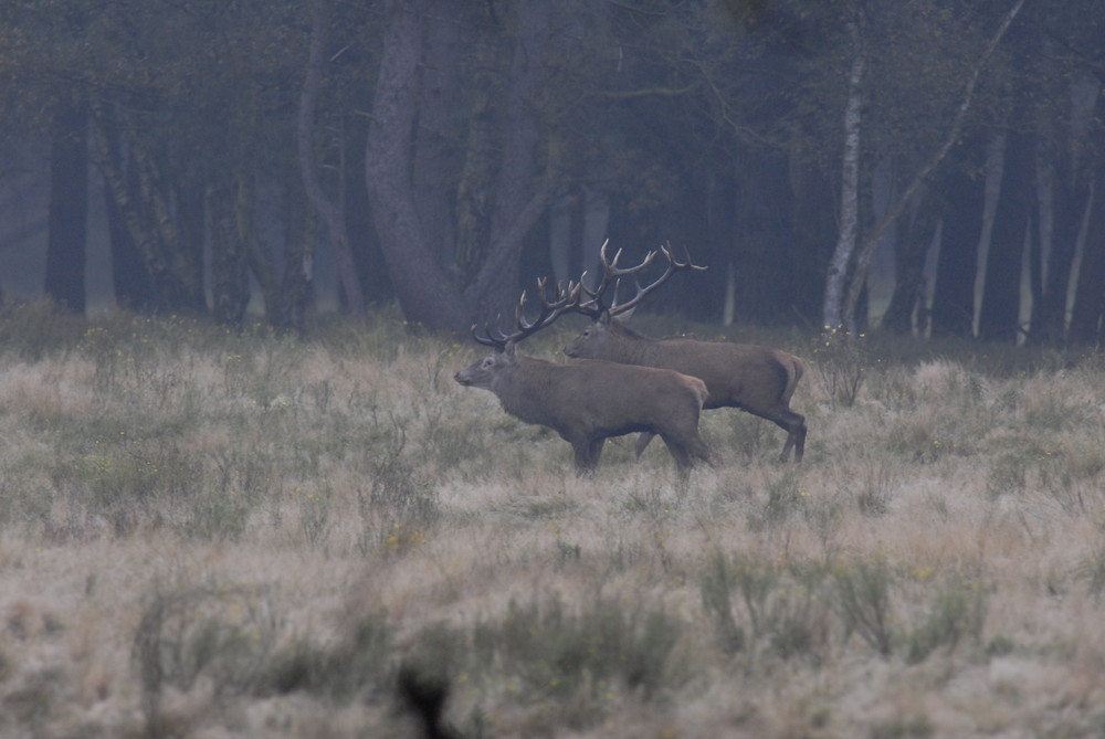 brunft in der erler heide