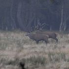 brunft in der erler heide