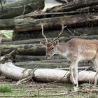 Brunft macht müde ...