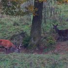 Brunfthirsch mit abgebrochener linker Krone