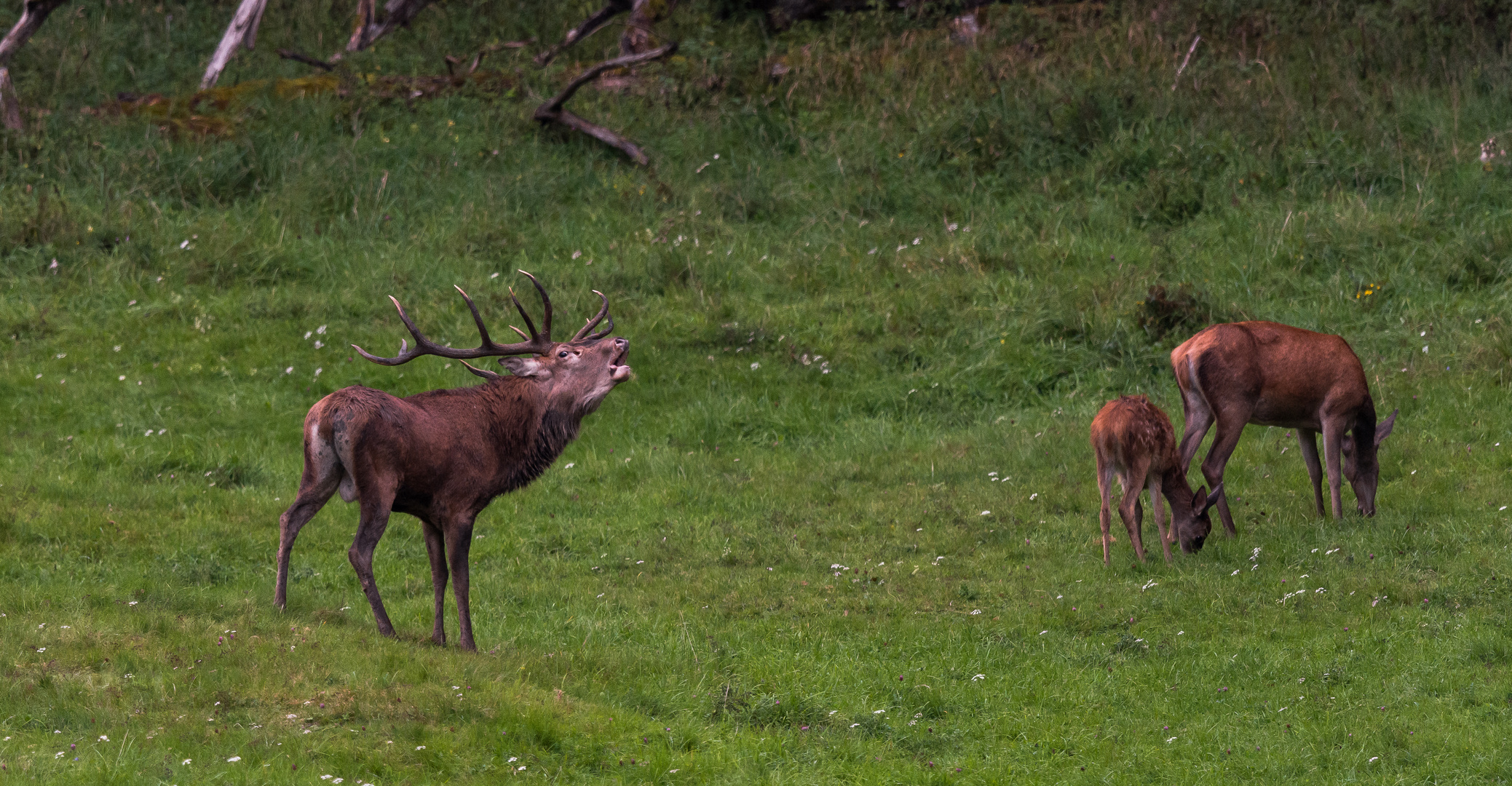 Brunfthirsch mit Alttier und Kalb