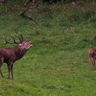 Brunfthirsch mit Alttier und Kalb