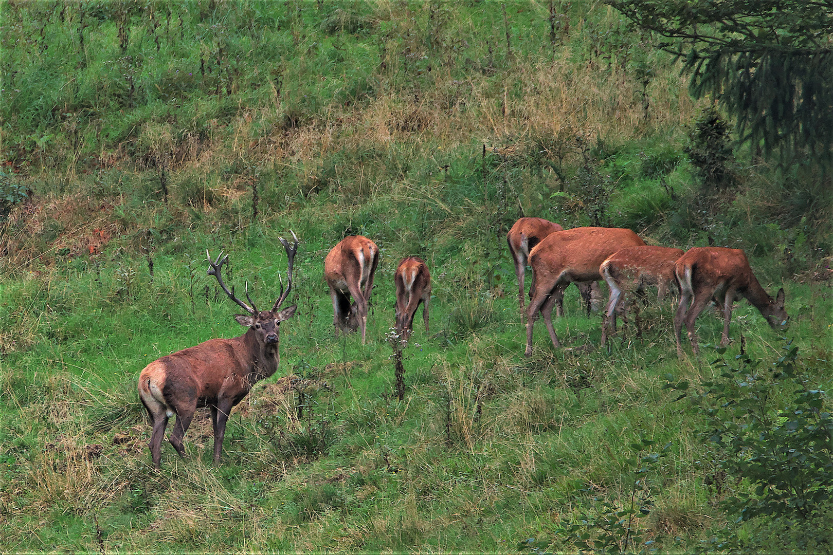 Brunfthirsch schon beim Kahlwild stehend.