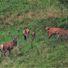 Brunfthirsch schon beim Kahlwild stehend.