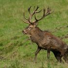 Brunfthirsch - Wildlife, der Suhle entsprungen