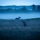 Brunftklänge im Nebel 