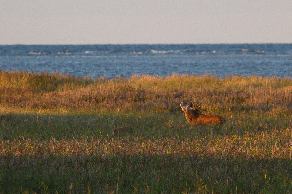 Brunftschrei bei Sonnenuntergang