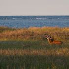 Brunftschrei bei Sonnenuntergang