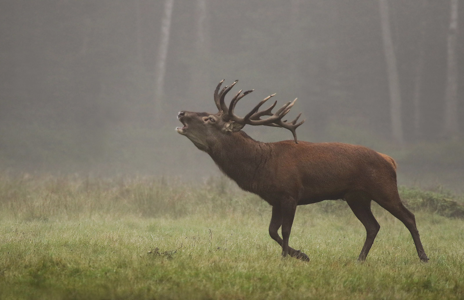 Brunftschrei im Nebel