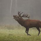 Brunftschrei im Nebel