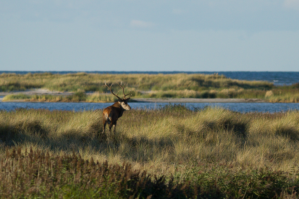 Brunftzeit an der Ostsee