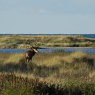 Brunftzeit an der Ostsee