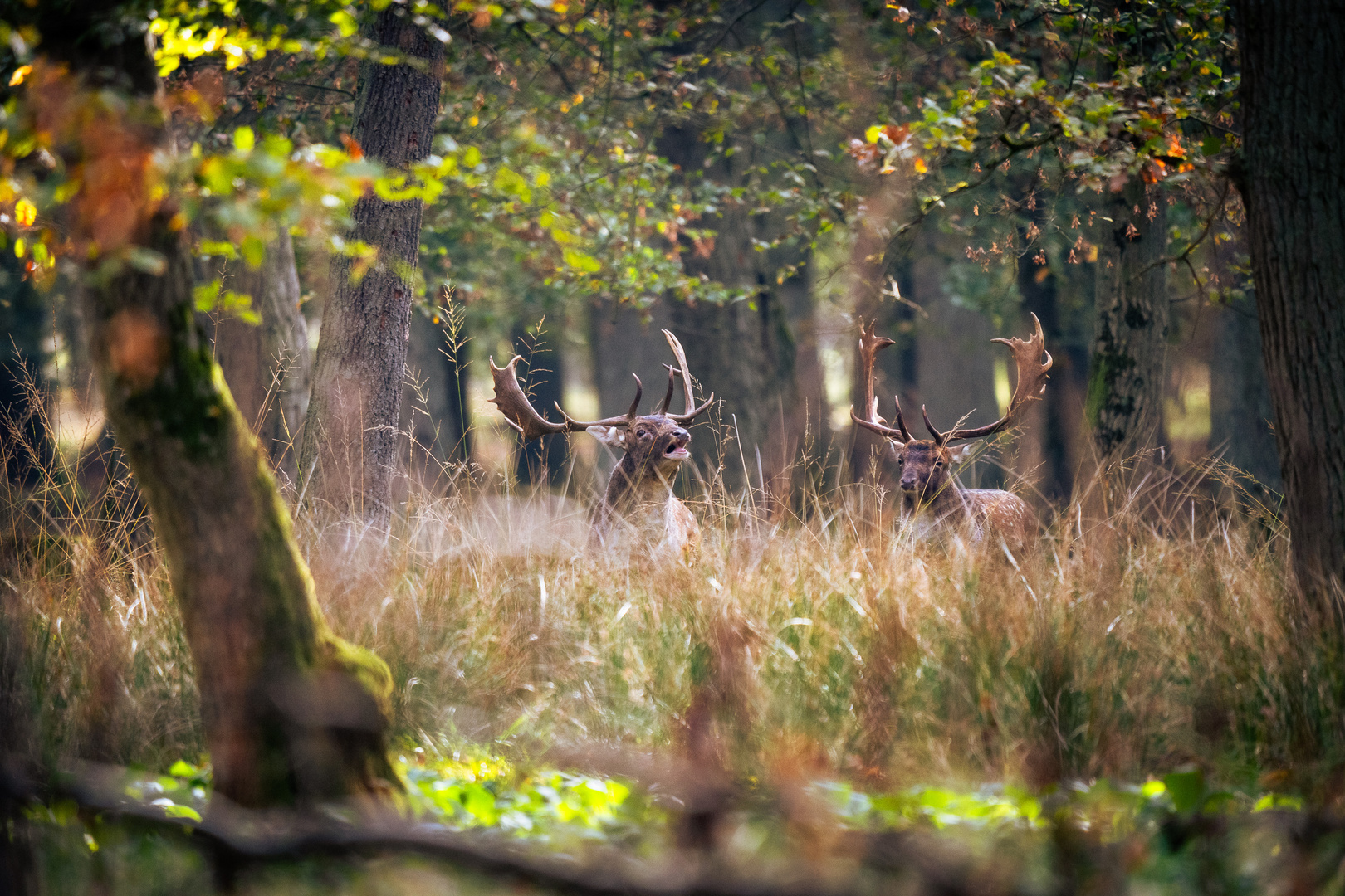 Brunftzeit beim Damwild 