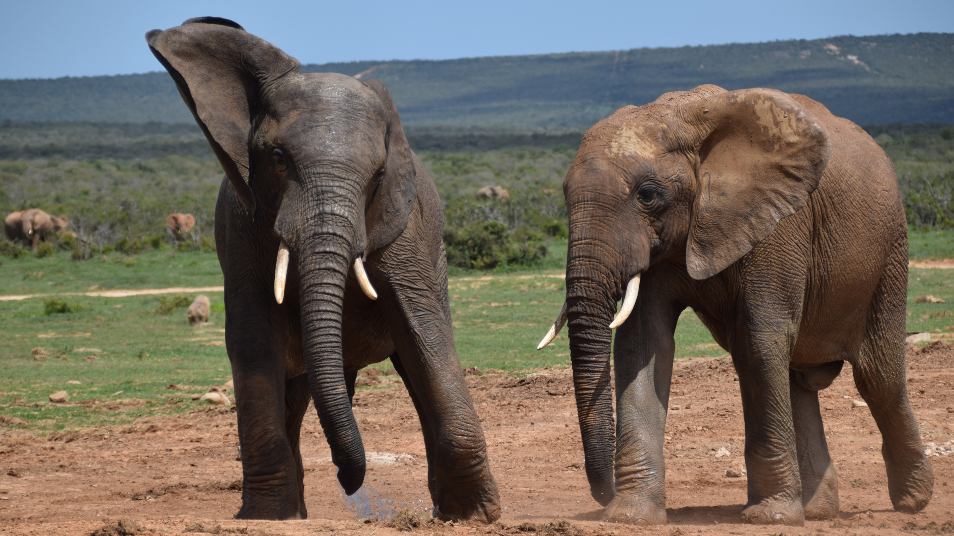 Brunftzeit im Addo Elephant Park 20171206 a