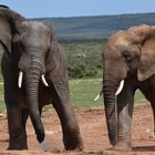 Brunftzeit im Addo Elephant Park 20171206 a